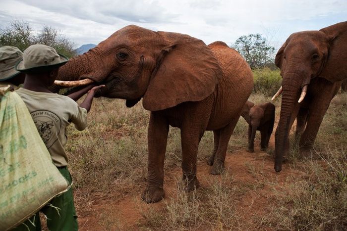 Baby elephant orphanage institution, Kenya