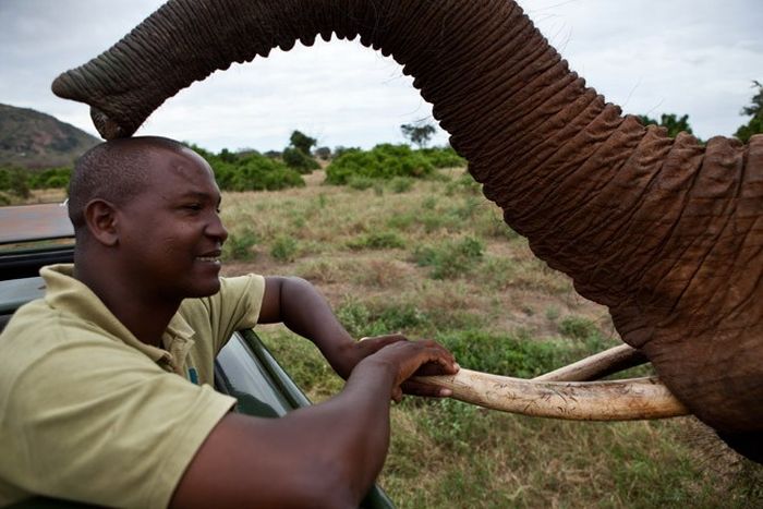 Baby elephant orphanage institution, Kenya