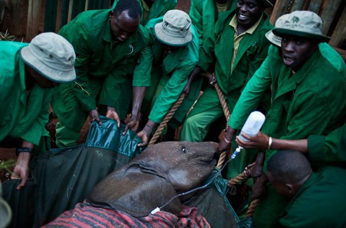 Baby elephant orphanage institution, Kenya