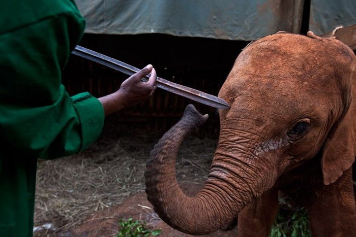 Baby elephant orphanage institution, Kenya