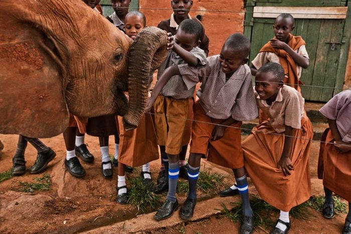 Baby elephant orphanage institution, Kenya