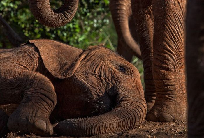 Baby elephant orphanage institution, Kenya