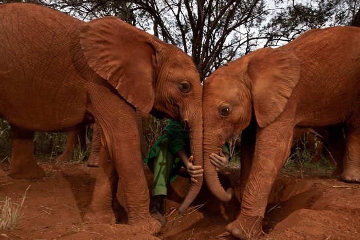 Baby elephant orphanage institution, Kenya