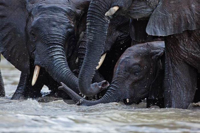 Baby elephant orphanage institution, Kenya