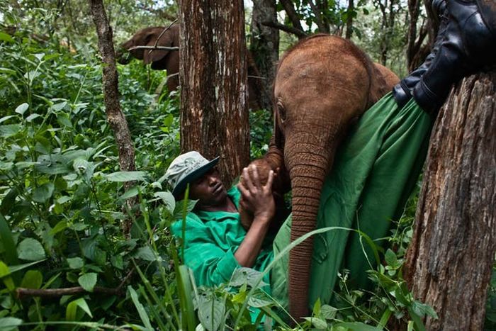 Baby elephant orphanage institution, Kenya