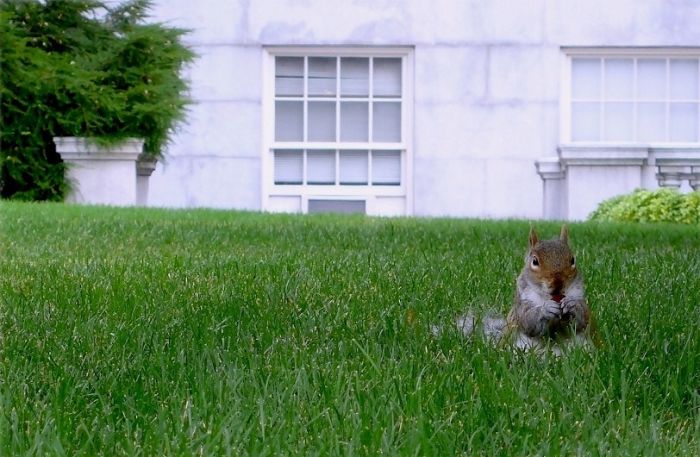 squirrel in action