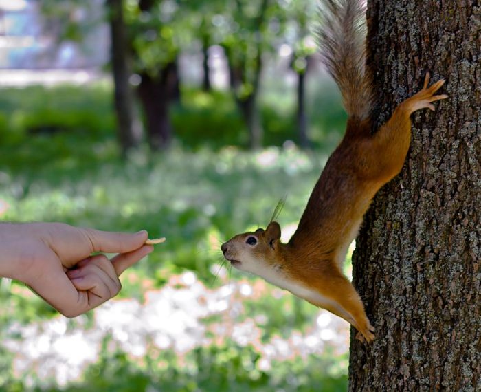 squirrel in action