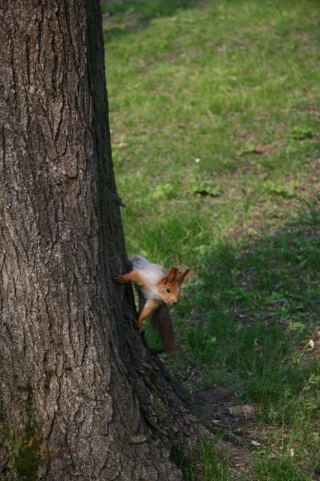 squirrel in action