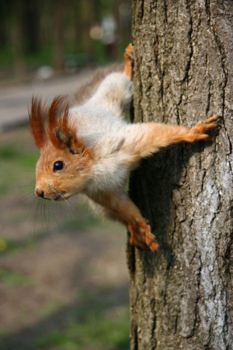 squirrel in action