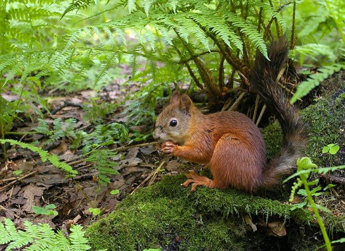 squirrel in action