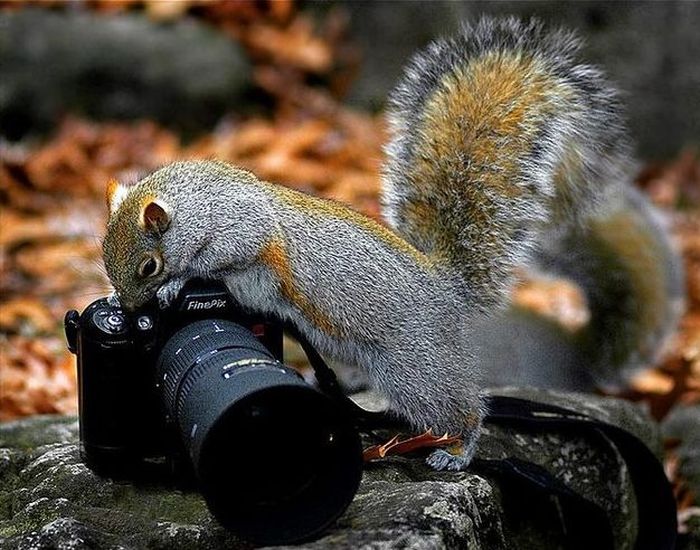 squirrel in action