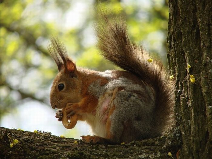 squirrel in action