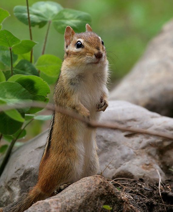 squirrel in action