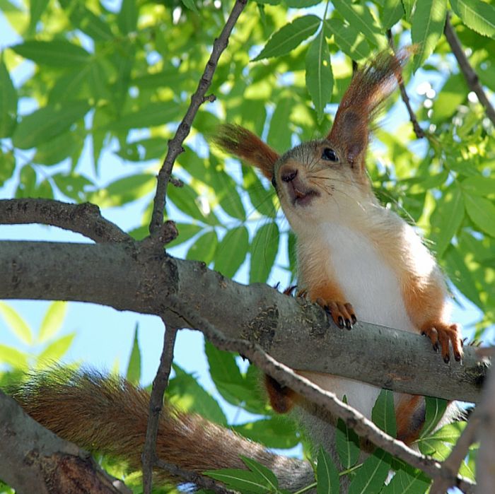 squirrel in action