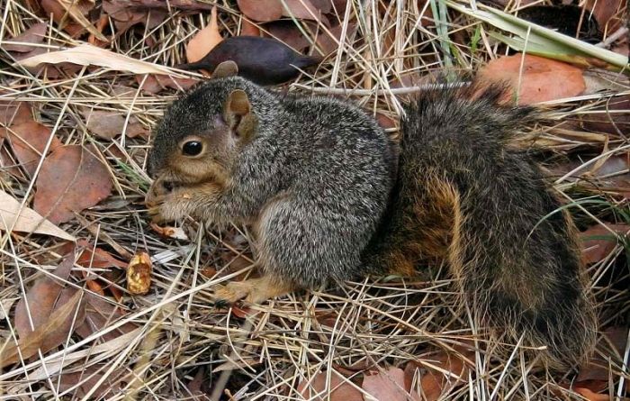 squirrel in action