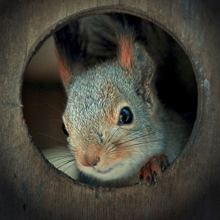 squirrel in action