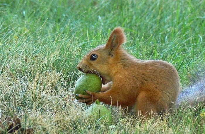 squirrel in action