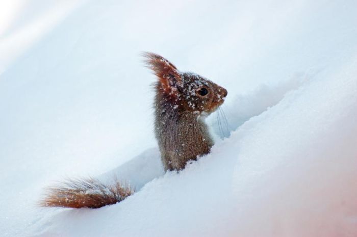 squirrel in action