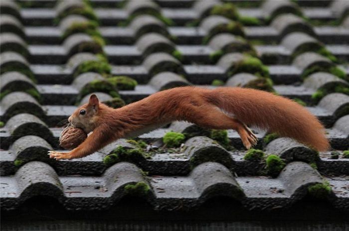 squirrel in action