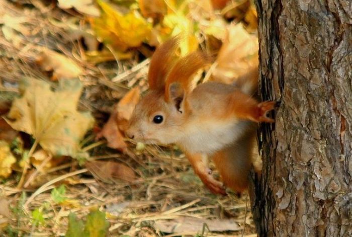 squirrel in action