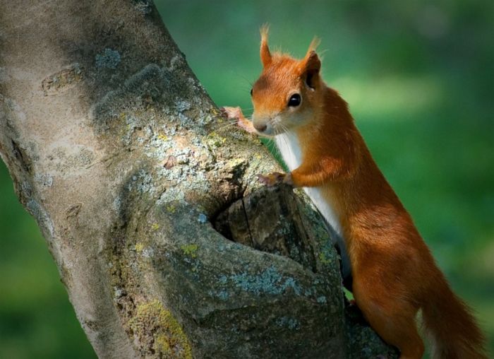 squirrel in action