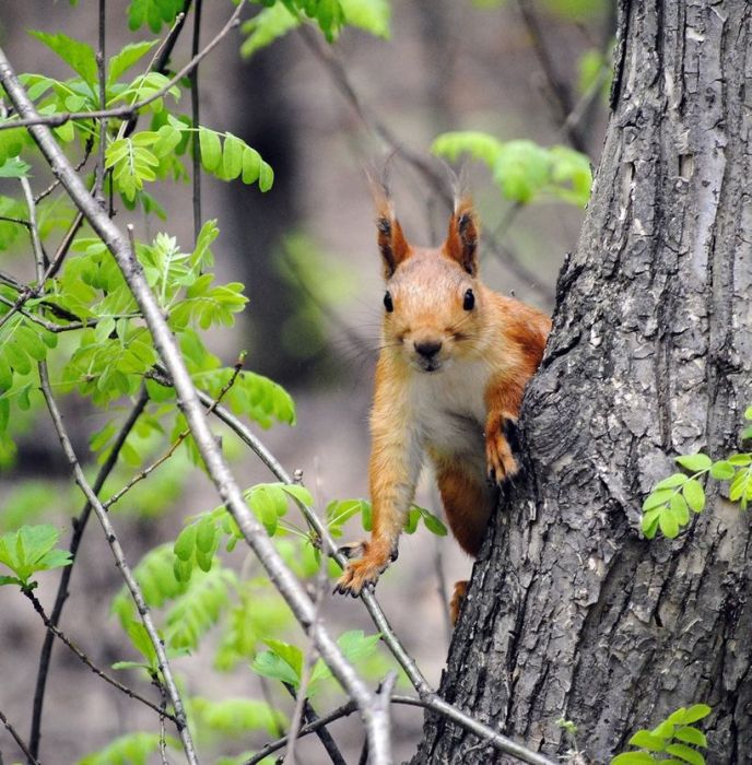 squirrel in action