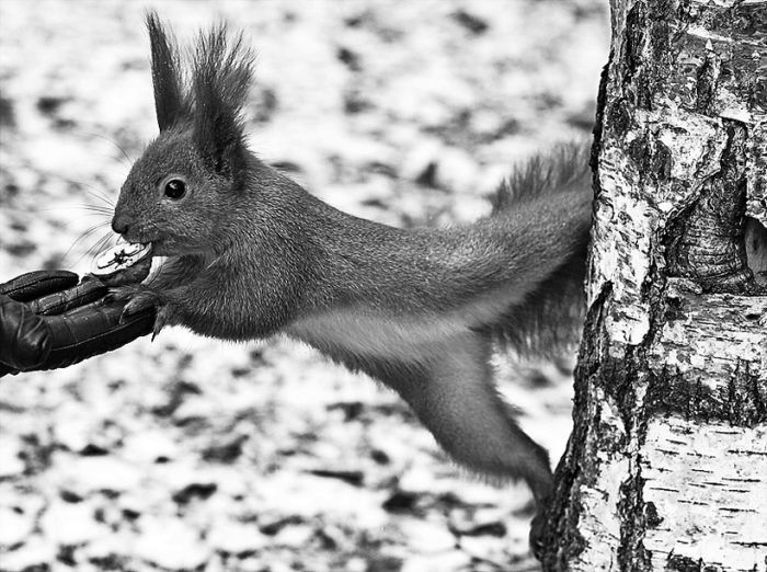 squirrel in action