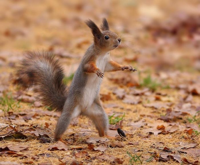 squirrel in action