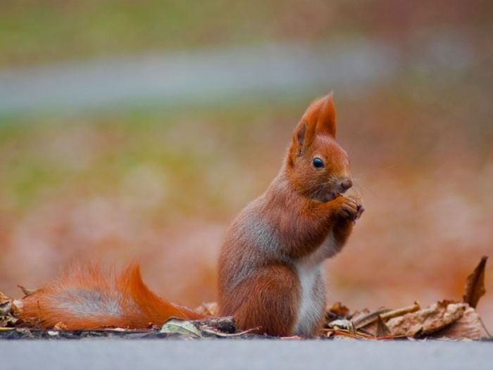 squirrel in action