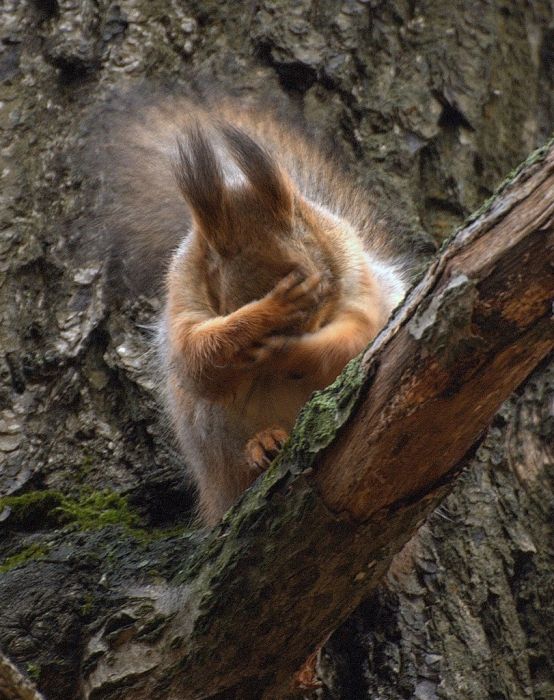 squirrel in action