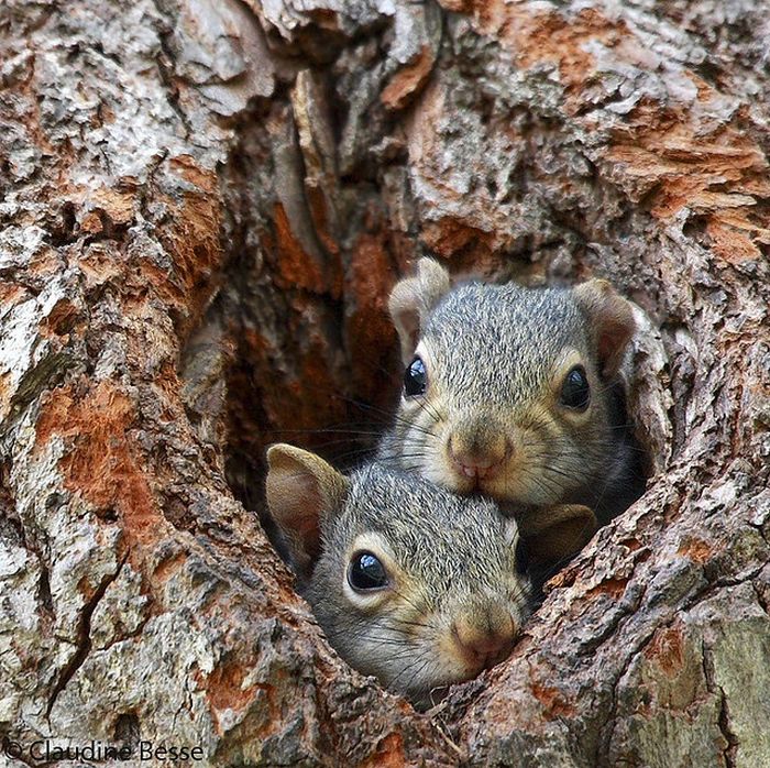 squirrel in action