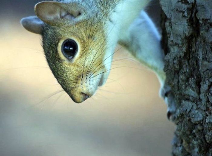 squirrel in action