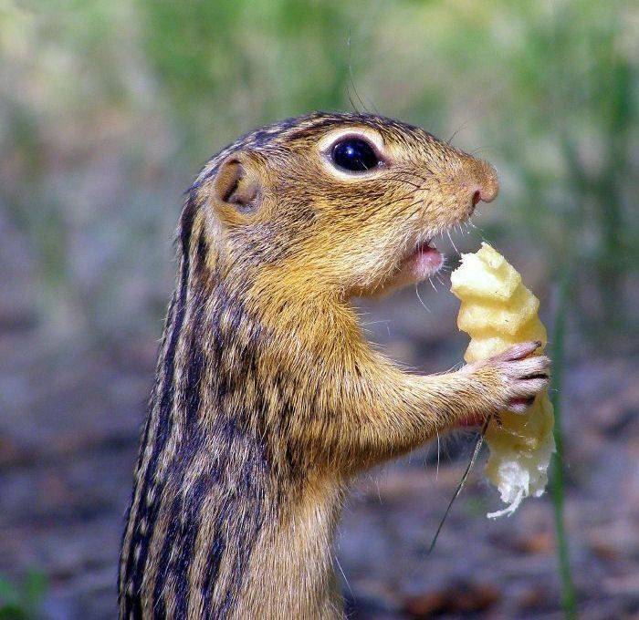 squirrel in action