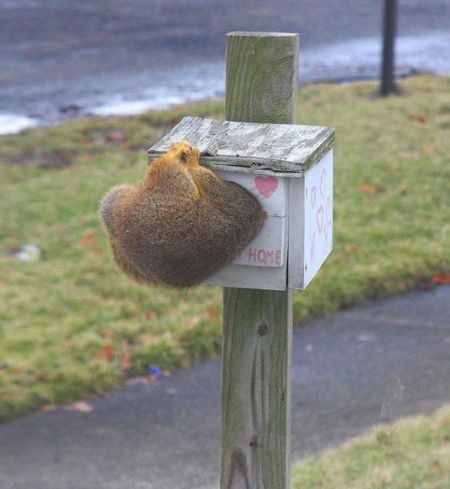 squirrel in action