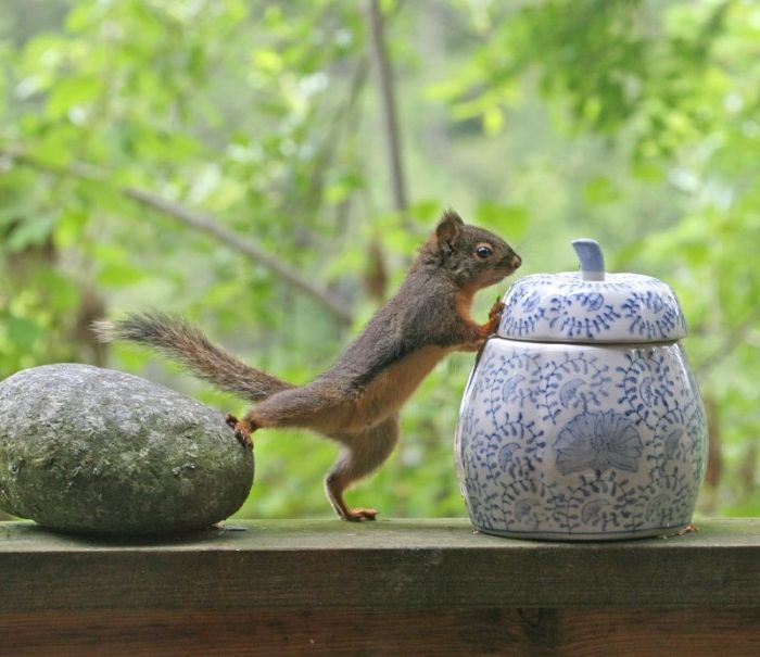 squirrel in action