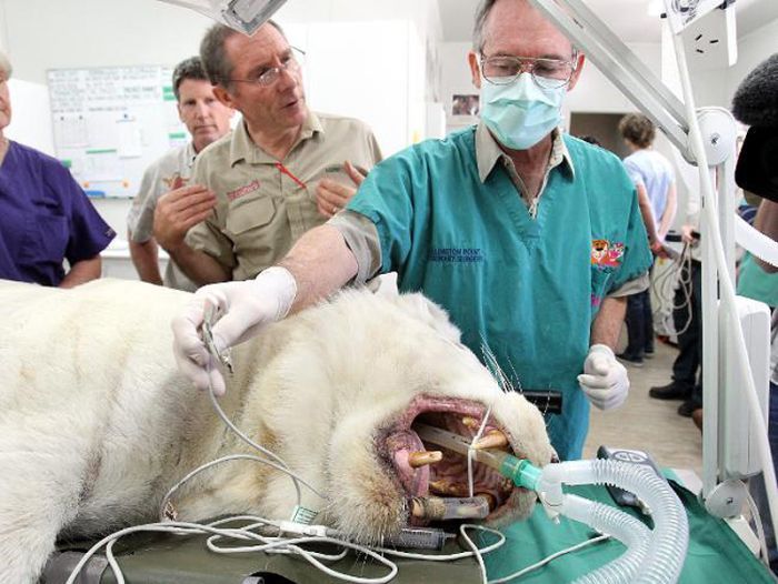 tiger and lion dentistry