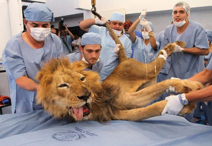 tiger and lion dentistry