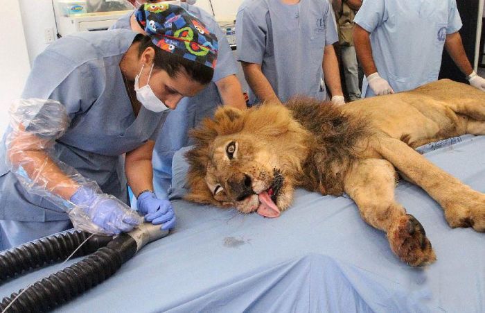 tiger and lion dentistry