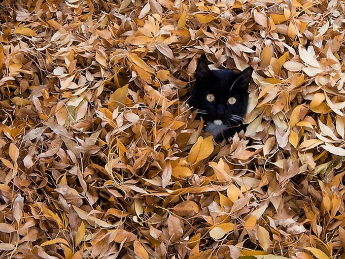 autumn cat