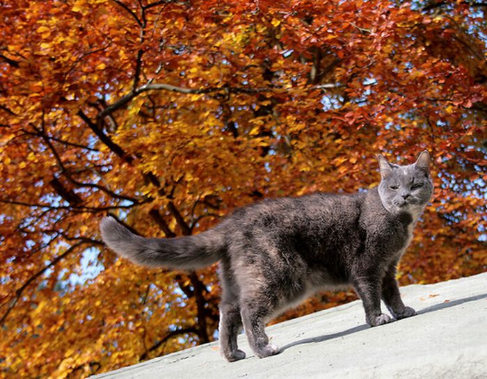 autumn cat