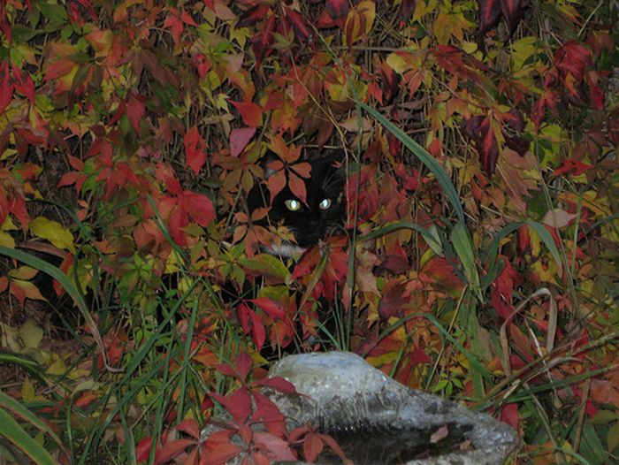 autumn cat