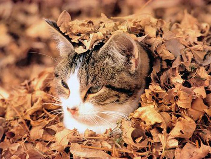 autumn cat