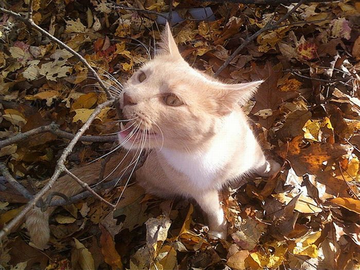 autumn cat