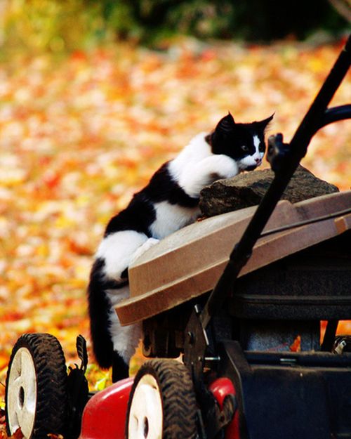 autumn cat