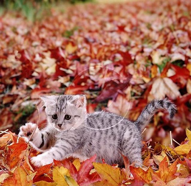 autumn cat