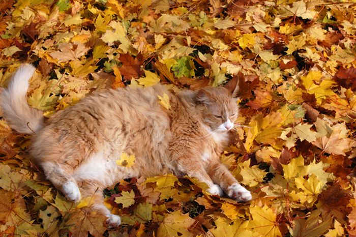 autumn cat