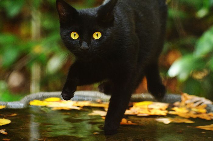 autumn cat