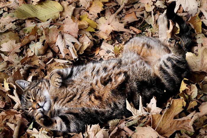 autumn cat