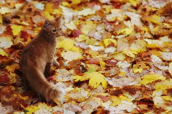 autumn cat