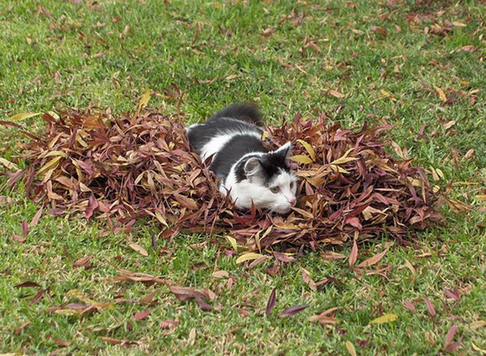 autumn cat